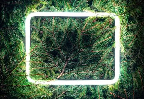Creative fluorescent color layout made of spruce branches Stock Photos
