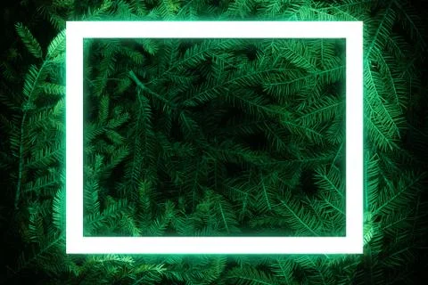 Creative fluorescent color layout made of spruce branches Stock Photos