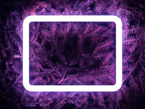 Creative fluorescent color layout made of spruce branches Stock Photos