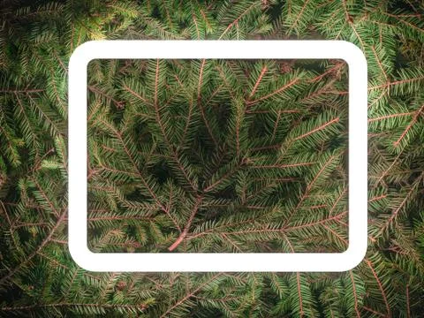 Creative fluorescent color layout made of spruce branches Stock Photos