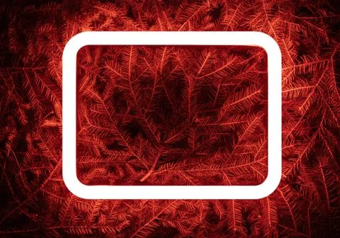 Creative fluorescent color layout made of spruce branches Stock Photos