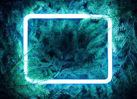 Creative fluorescent color layout made of spruce branches Stock Photos