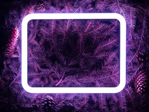 Creative fluorescent color layout made of spruce branches Stock Photos