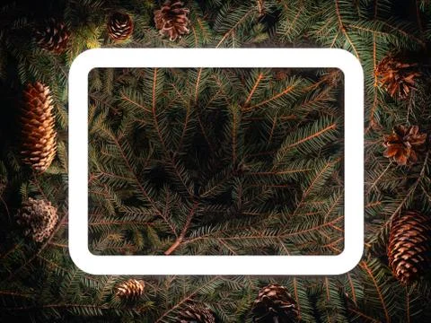 Creative fluorescent color layout made of spruce branches Stock Photos