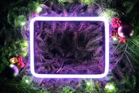 Creative fluorescent color layout made of spruce branches Stock Photos