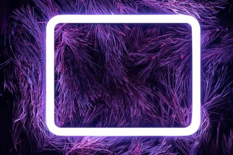 Creative fluorescent color layout made of spruce branches Stock Photos