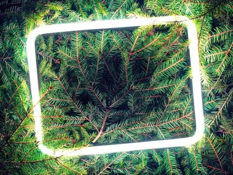 Creative fluorescent color layout made of spruce branches Stock Photos