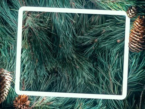 Creative fluorescent color layout made of spruce branches Stock Photos