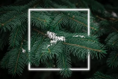 Creative fluorescent layout made around Christmas tree branches covered by fi 写真素材