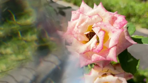 Creative footage of pink and red roses outdoors using crystal lense. Conceptual Stock Footage 203883778
