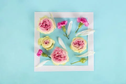 Creative frame layout made of pink roses and petals on blue background. Fla.. Stock Photos