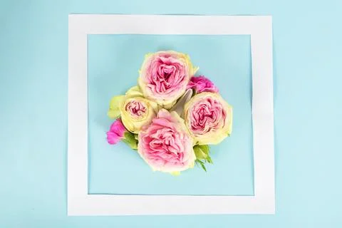 Creative frame layout made of pink roses on blue background. Flat lay. Spring Stock Photos