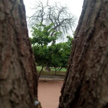 Creative framing through split tree trunk viewing healthy green foliage Stock Photos