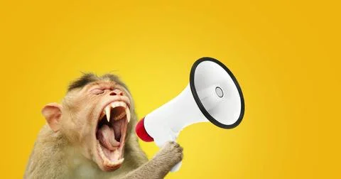 Creative funny monkey is holding and screaming into a loudspeaker. Business.. 库存照片