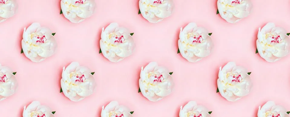 Creative geometric pattern with white peony flowers on pink background 스톡 사진