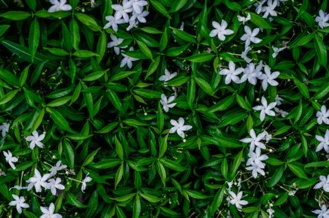 Creative Green Leaf Layout Natural spring concept lying flat with white flowe Foto stock