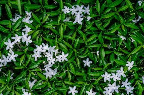 Creative Green Leaf Layout Natural spring concept lying flat with white flowe 스톡 사진