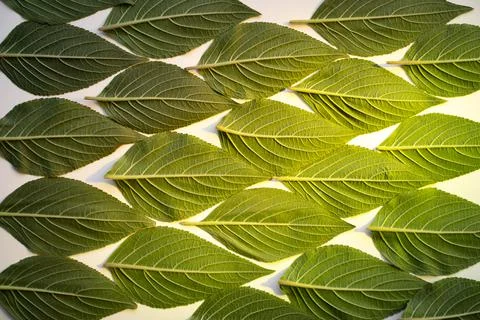 Creative green leaf pattern with green spotlight Stock Photos