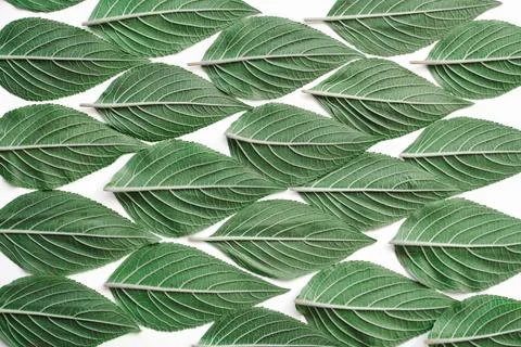 Creative green leaf pattern with paper card note Stock Photos