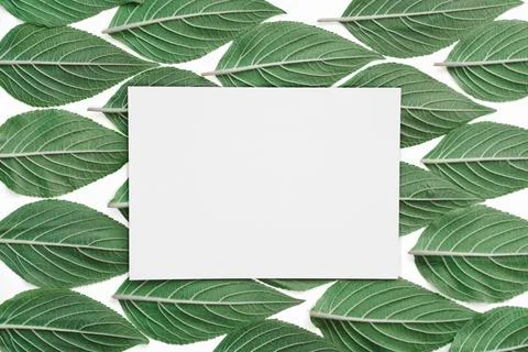 Creative green leaf pattern with Stock Photos