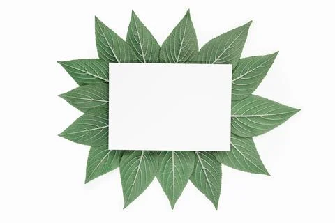 Creative green leaf pattern with white paper Stock Photos