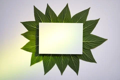 Creative green leaf pattern with white paper and green spotlight Stock Photos