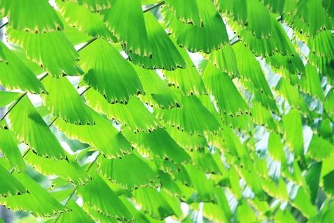 Creative green leaves pattern background Stock Photos