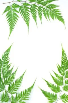 Creative green nature layout made of tropical fern leaf, foliage on white bac 스톡 사진