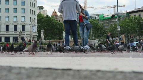 Creative Ground-Level Shot of Pigeons and People in Iconic European City Square Stockbeeldmateriaal 335300445