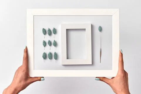 Creative herbal picture with empty frame in a woman's hands on a light back.. Stock Photos