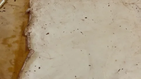 A creative herbarium project showing the full process of preserving and arrangin Stock Footage 314877078