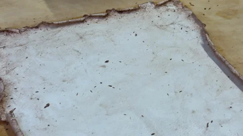 A creative herbarium project showing the full process of preserving and arrangin Stock Footage 314877272