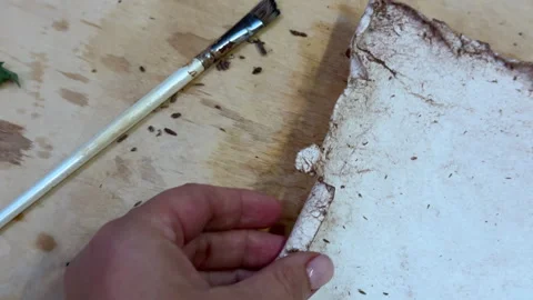 A creative herbarium project showing the full process of preserving and arrangin Stock Footage 314877616