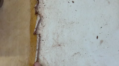 A creative herbarium project showing the full process of preserving and arrangin Stock Footage 314877721