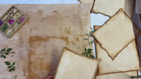 A creative herbarium project showing the full process of preserving and arrangin Stock Footage 314878773