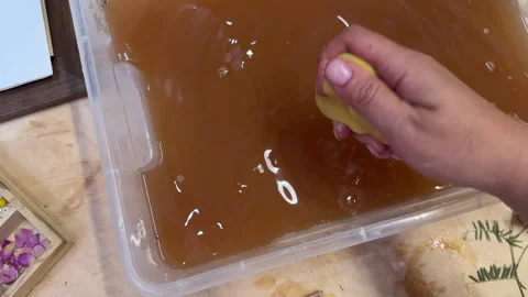 A creative herbarium project showing the full process of preserving and arrangin Stock Footage 314878779