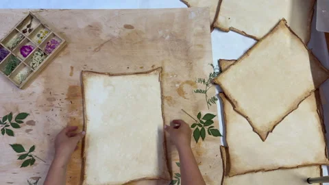 A creative herbarium project showing the full process of preserving and arrangin Stock Footage 314878793