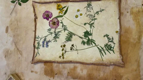 A creative herbarium project showing the full process of preserving and arrangin Stock Footage 314878955
