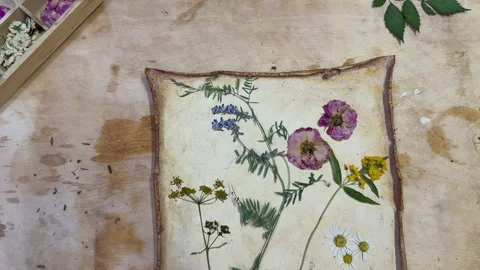 A creative herbarium project showing the full process of preserving and arrangin Stock Footage 314878970