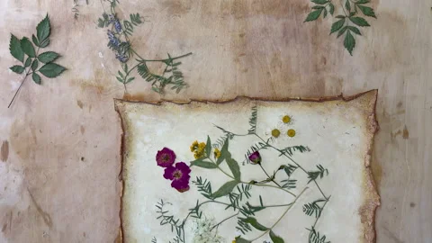 A creative herbarium project showing the full process of preserving and arrangin Stock Footage 314879466
