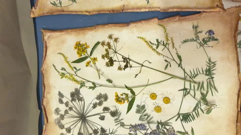 A creative herbarium project showing the full process of preserving and arrangin Stock Footage 314879634