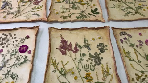 A creative herbarium project showing the full process of preserving and arrangin Stock Footage 314879755