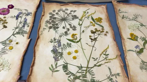 A creative herbarium project showing the full process of preserving and arrangin Stock Footage 314879907