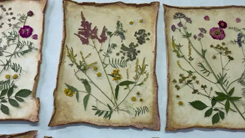 A creative herbarium project showing the full process of preserving and arrangin Stock Footage 314879987