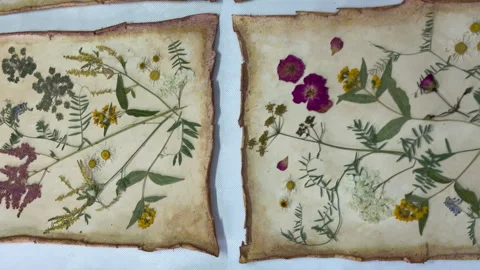 A creative herbarium project showing the full process of preserving and arrangin Stock Footage 314880089