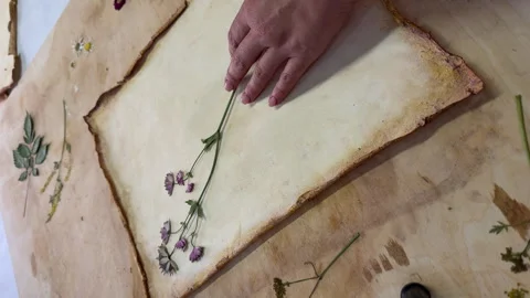 A creative herbarium project showing the full process of preserving and arrangin Stock Footage 314880117