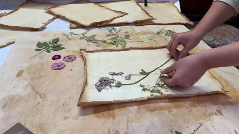 A creative herbarium project showing the full process of preserving and arrangin Stock Footage 314880135