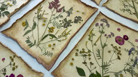 A creative herbarium project showing the full process of preserving and arrangin Stock Footage 314880142