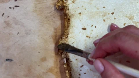 A creative herbarium project showing the full process of preserving and arrangin Stock Footage 314880145