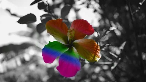 Creative hibiscus flower multi color under the colors Stock Footage 160921350